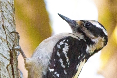 Hairy-Woodpecker-female-7498