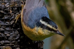 MG_1515-Red-breasted-Nuthatch