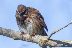 MG_1664-Song-Sparrow