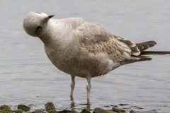 MG_1733-shortbilled-gull-juvenile
