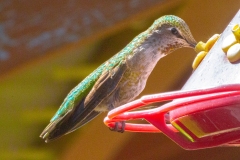 MG_1863-Annas-Hummingbird