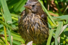 MG_4018-Red-winged-Blackbird-fledgling