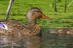 MG_4247-Mallard-female-and-duckling