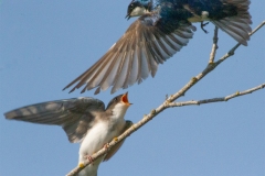 MG_5584-Tree-Swallows