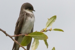 MG_6186-Tree-Swallow-juvenile