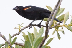 MG_6292-Red-winged-Blackbird-male