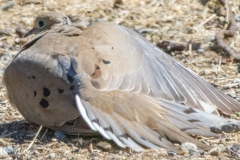 MG_7794.mourning-dove