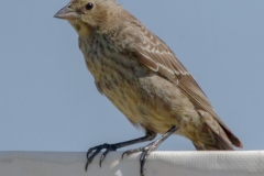 MG_8395-Brown-headed-Cowbird-juvenile