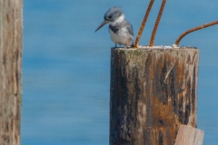 MG_8882-Belted-Kingfisher