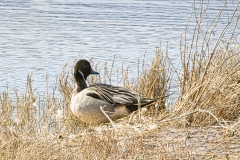 Pintail-6136-Recovered
