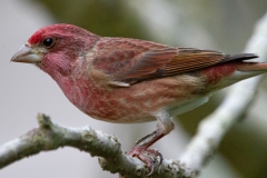 Purple-Finch-male-2194