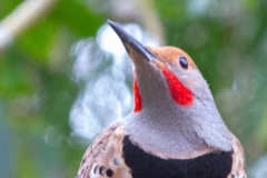 Red-Shafted-Flicker-4699