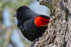 Red-winged-Blackbird-0370