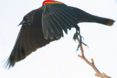 Red-winged-Blackbird-0952