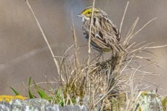 savannah-sparrow-9207