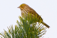 savannah-sparrow-9846