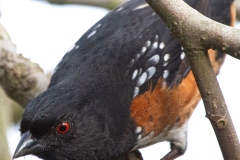 spotted-Towhee-1077