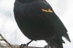 MG_0056-Redwing-Blackbird-male-with-white-eye-patch