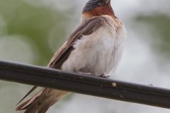 MG_9742-Cliff-Swallow